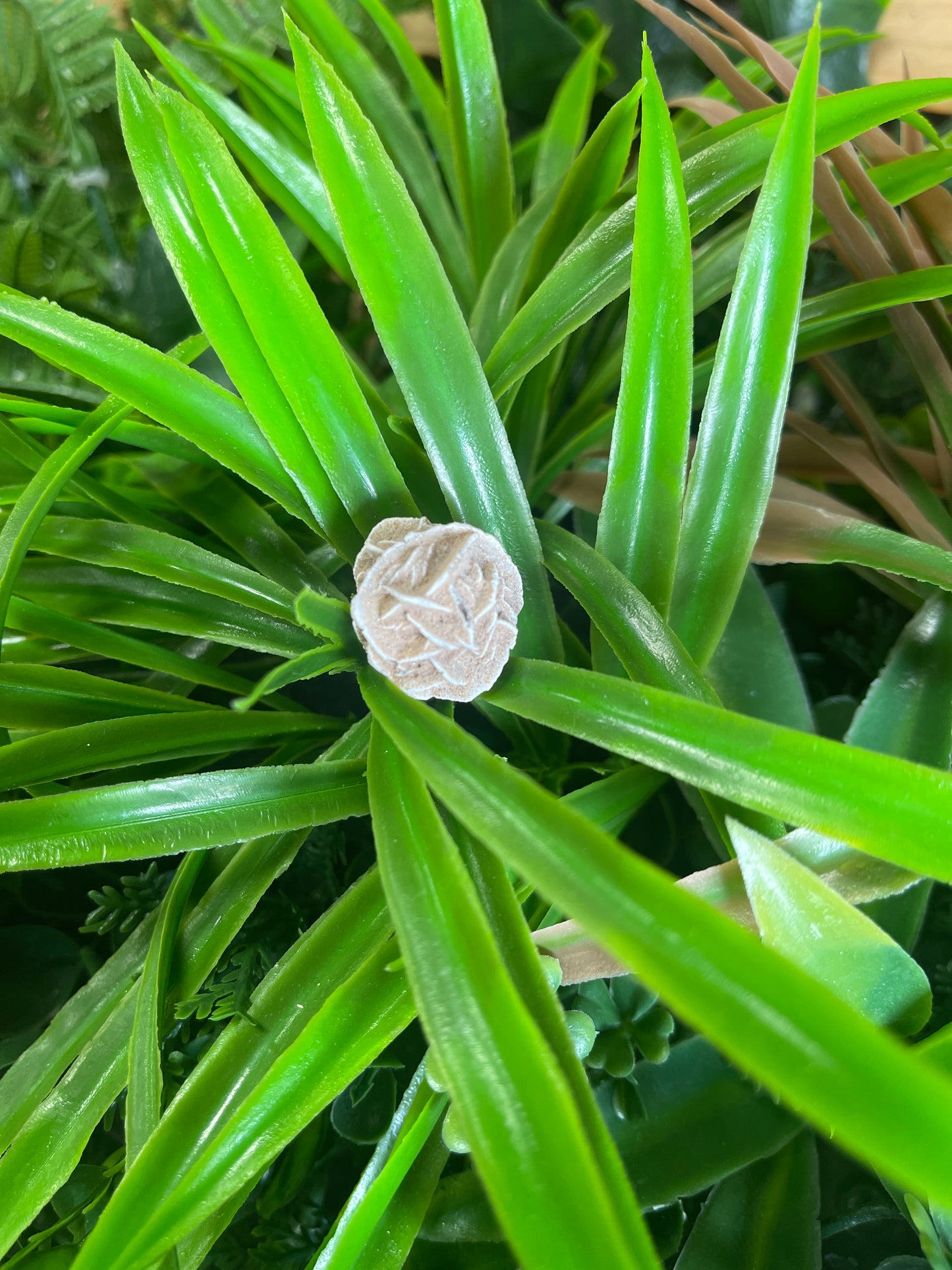 Mini Rosa de Jerico