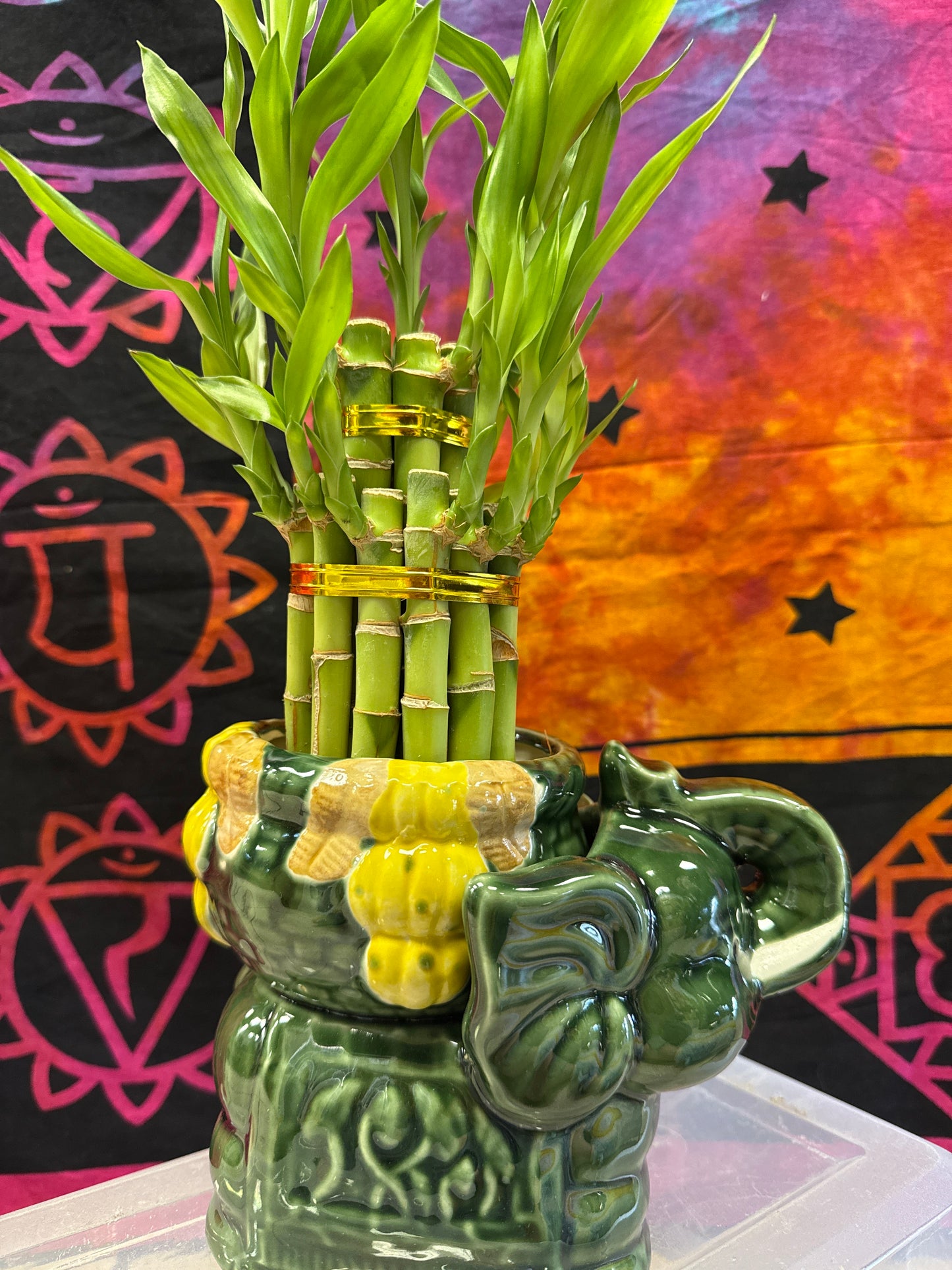 Bambu de elefante #1