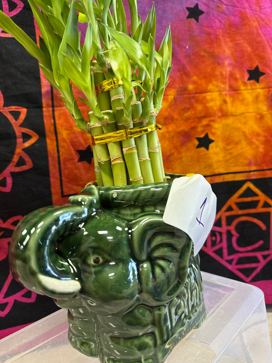 Bambu de elefante #1