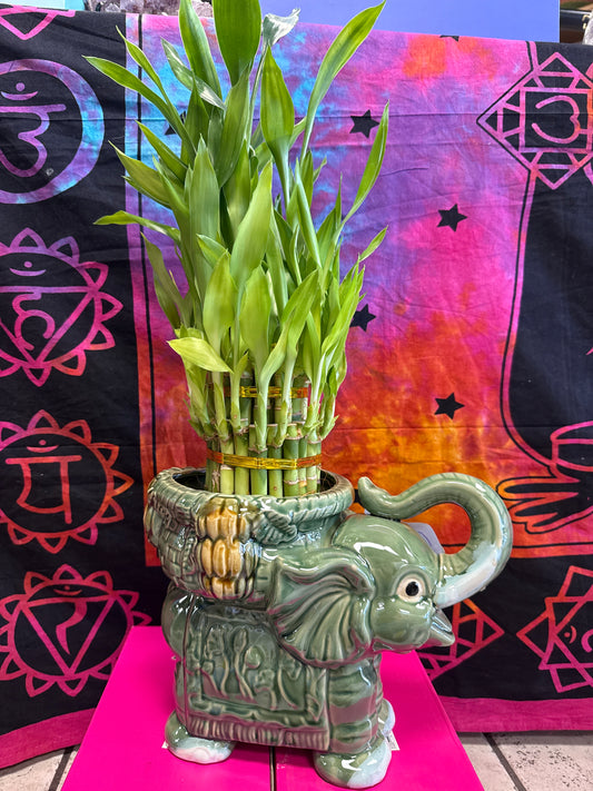 Bambú de elefante XXL style
